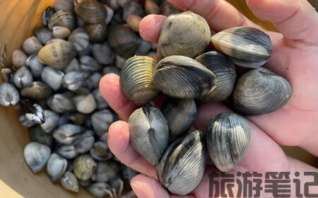 北海红树林天天赶海全攻略｜解锁潮间带寻宝 + 疍家文化体验